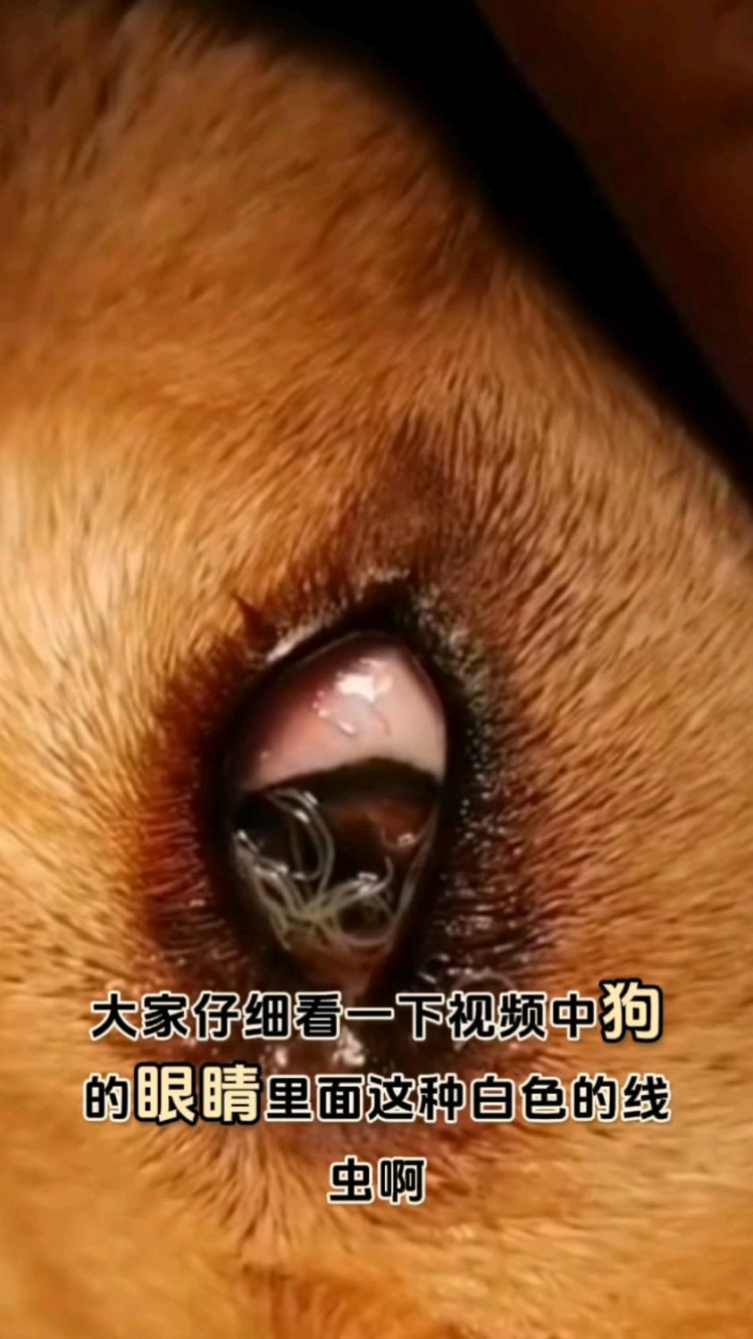 犬眼虫病图片