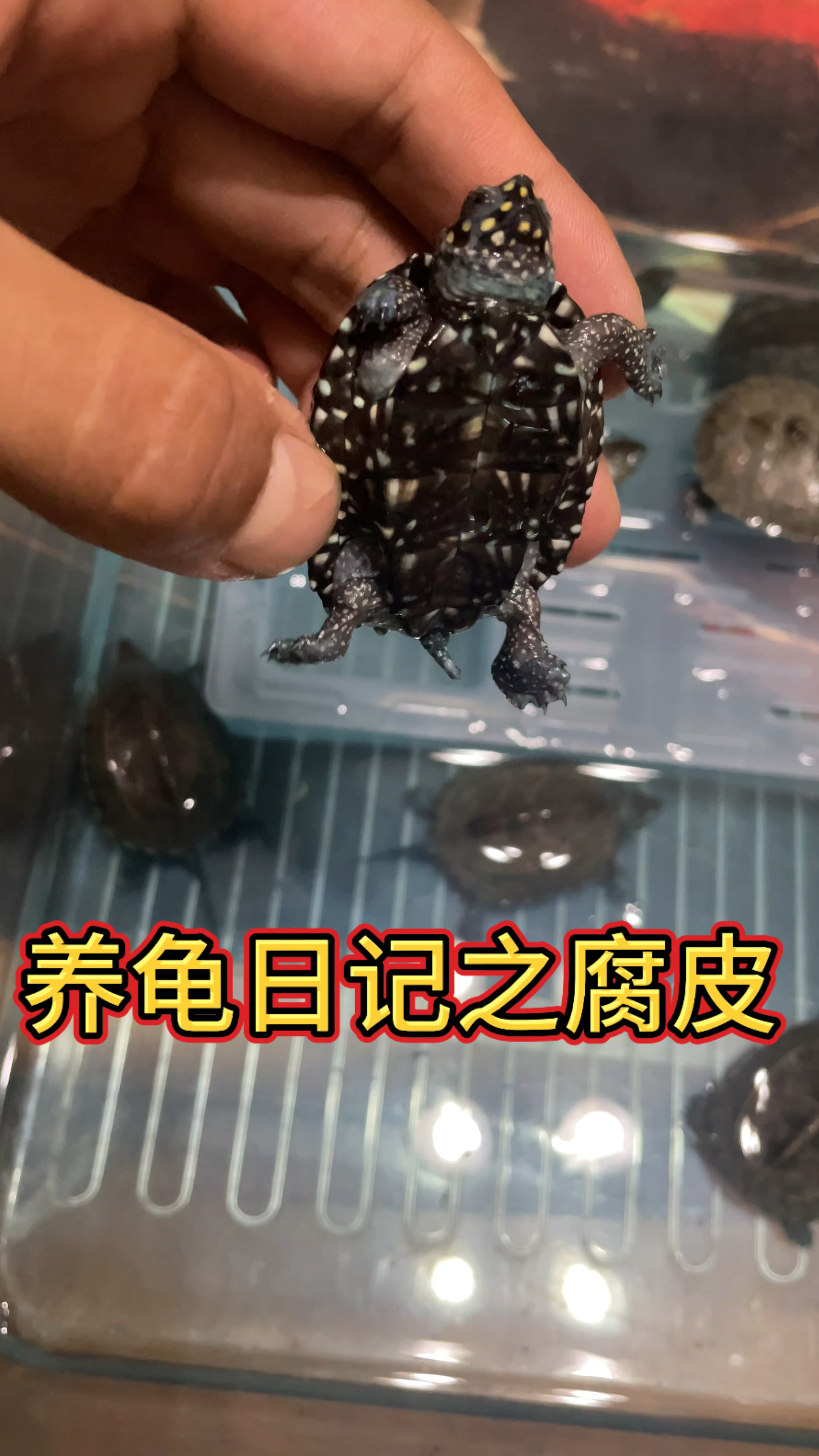 乌龟腐皮照片图片