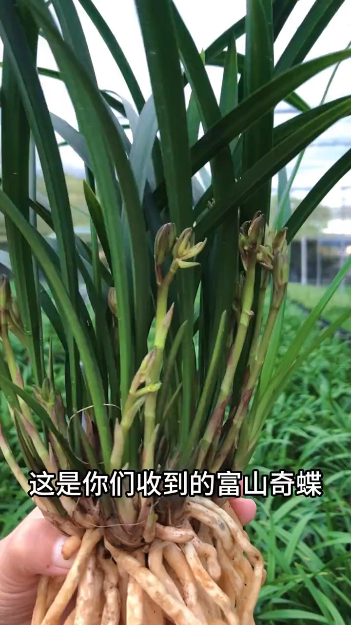 勤花勤芽富山奇蝶,只要几块钱一苗!