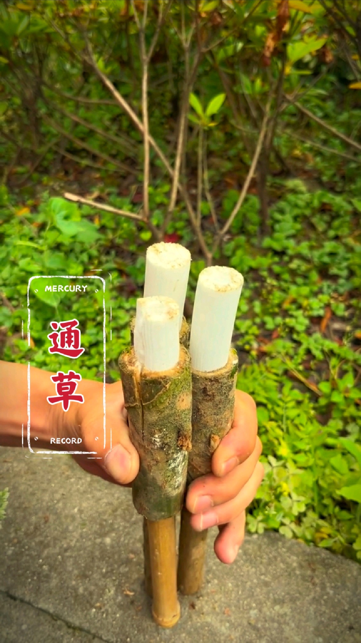 通草又称通脱木,在古代制作永生花的主要原材料.