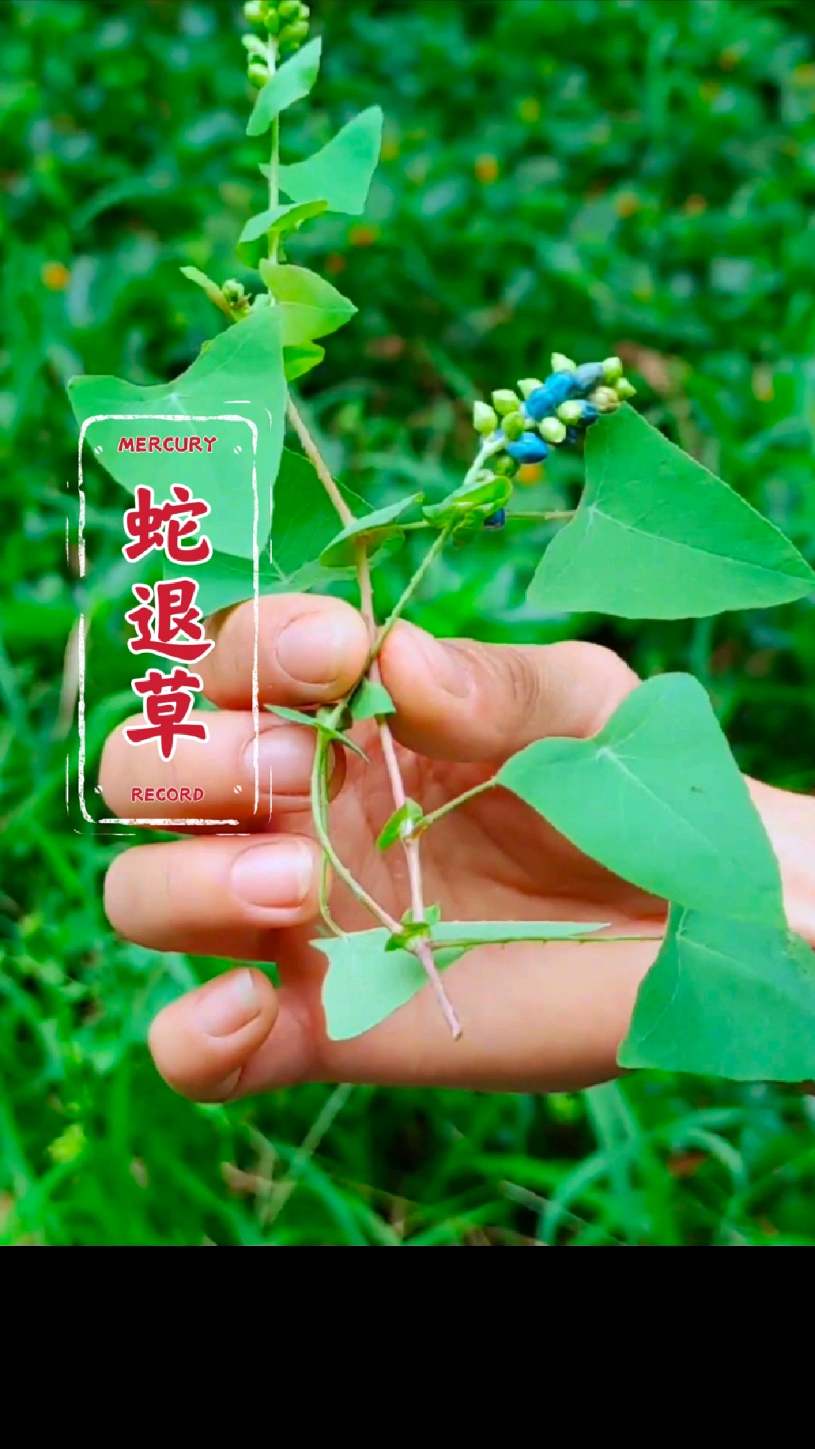 杠板归,别名:蛇退草,蛇倒退等,你还记得吗?