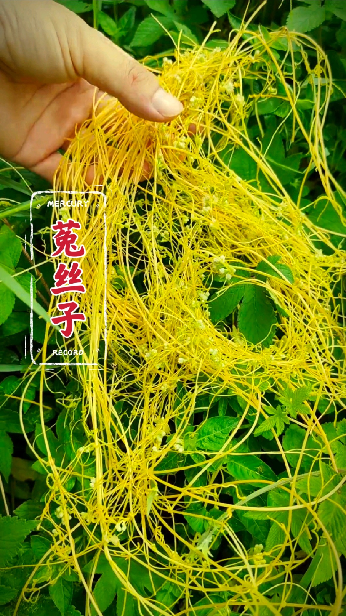 这就是本草界有名的菟丝子,野外遇见,一定要认识一下.