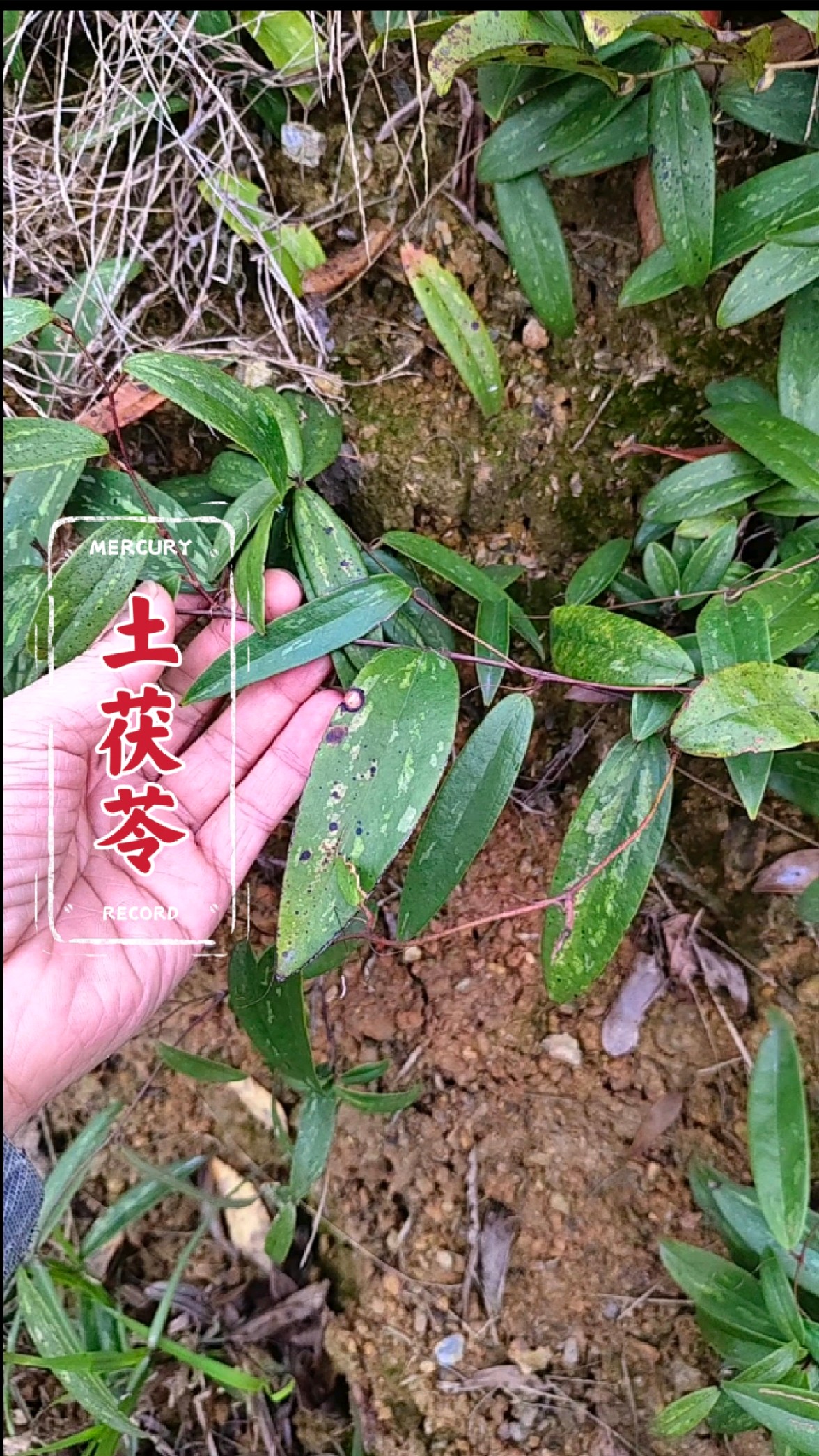 茯苓的生长图片和叶子图片