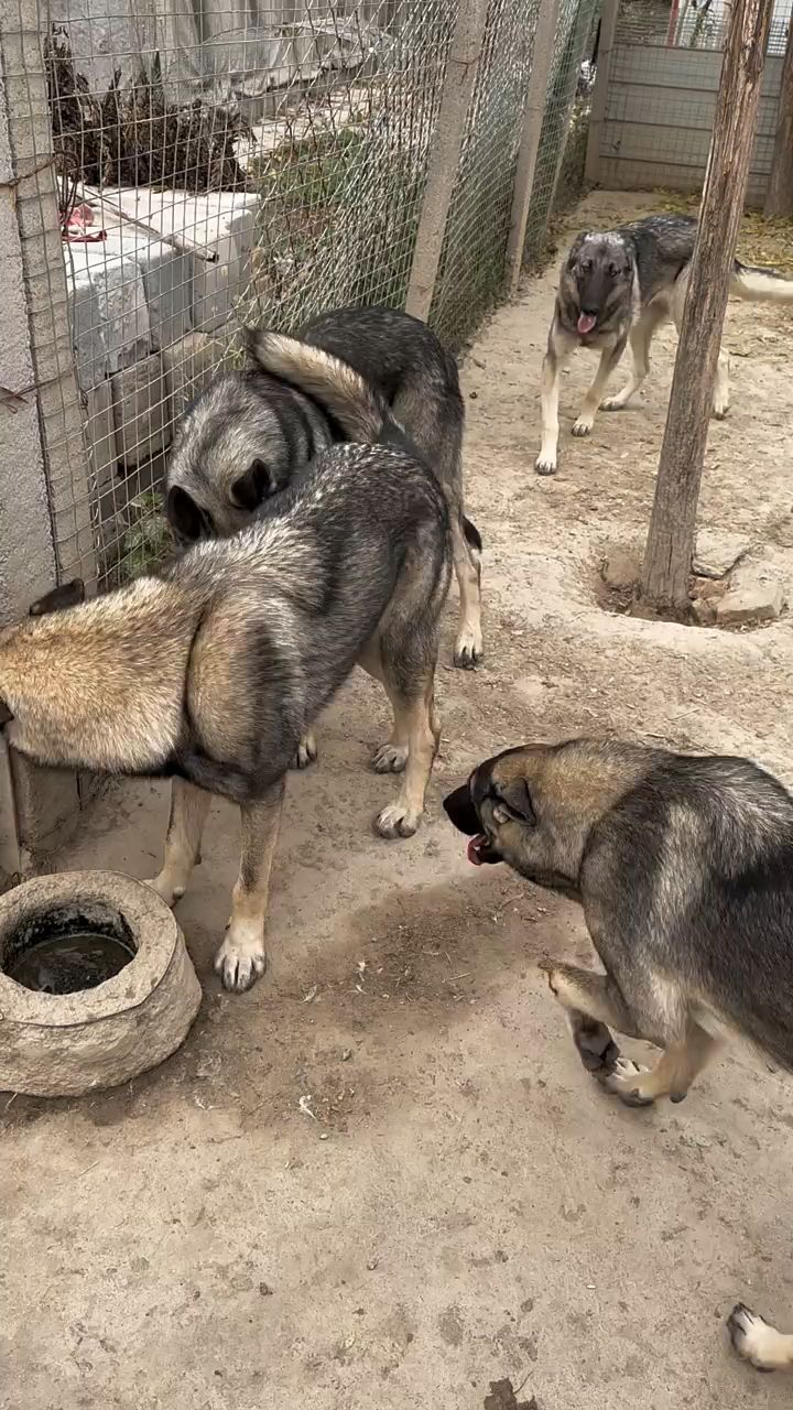 老版狼青 狼青犬 狼狗