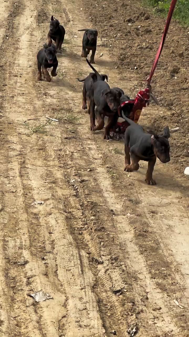 健康的莱州红幼犬