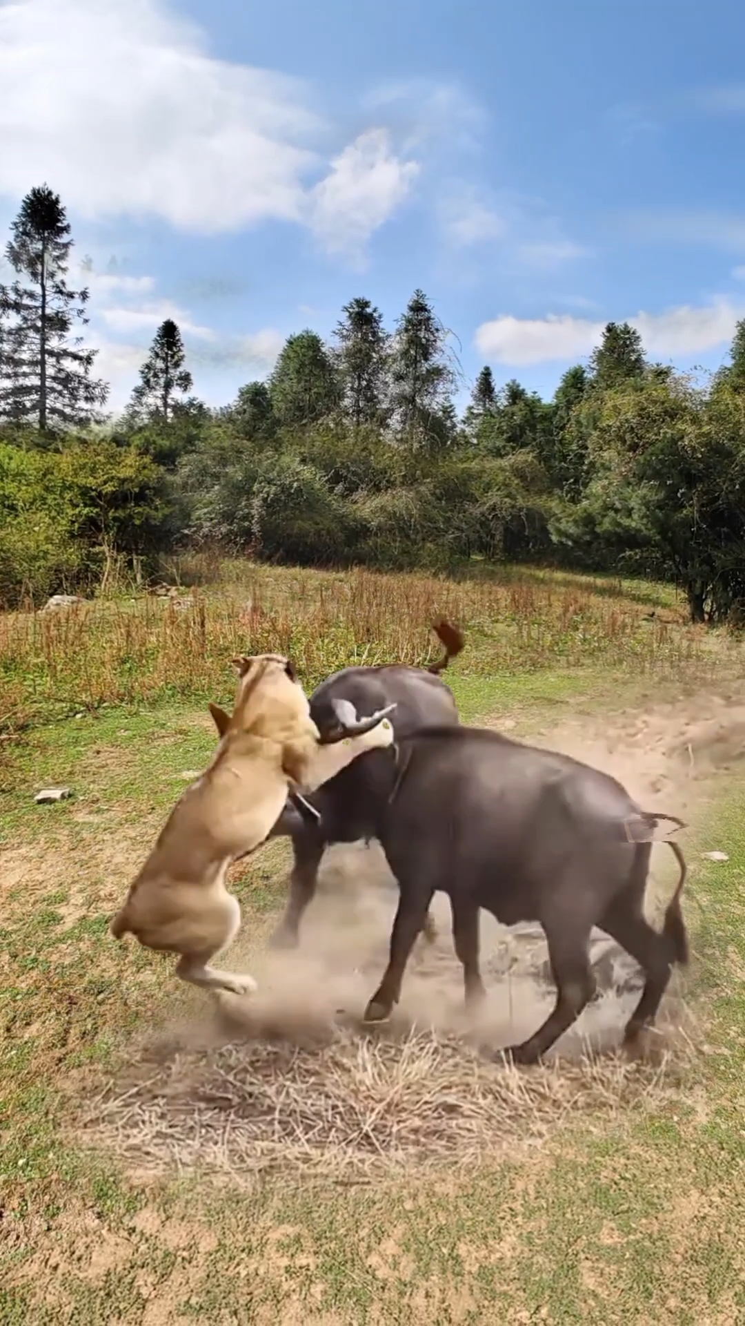 野牛大战狮子#野生动物零距离 #动物战力大比拼