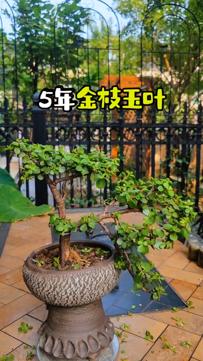 5年金枝玉叶老桩,该如何造型?