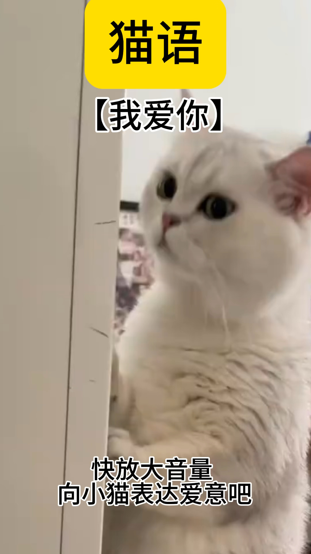 猫语:我爱你.快给猫咪听吧