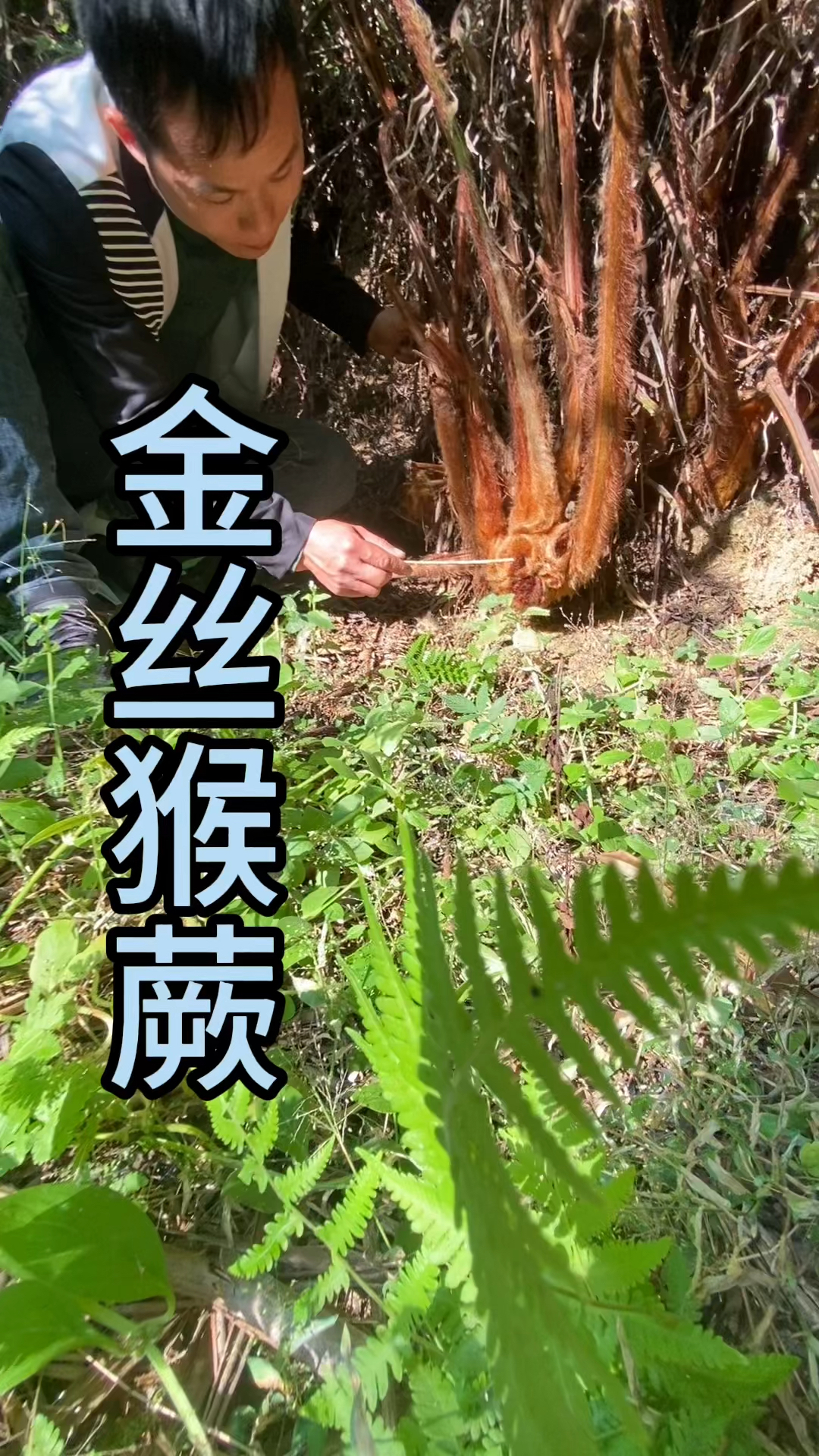 国家一级保护植物金丝猴蕨