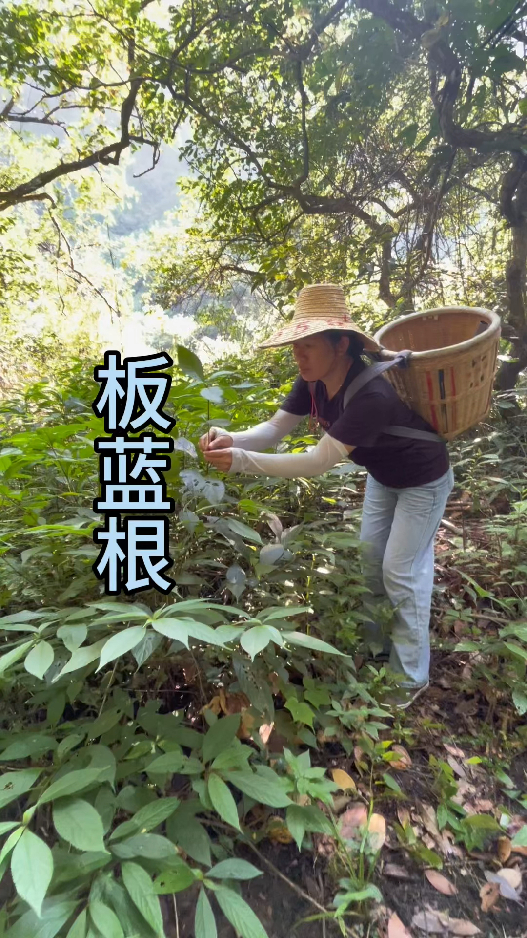 深山百草板蓝根大家很少见吧