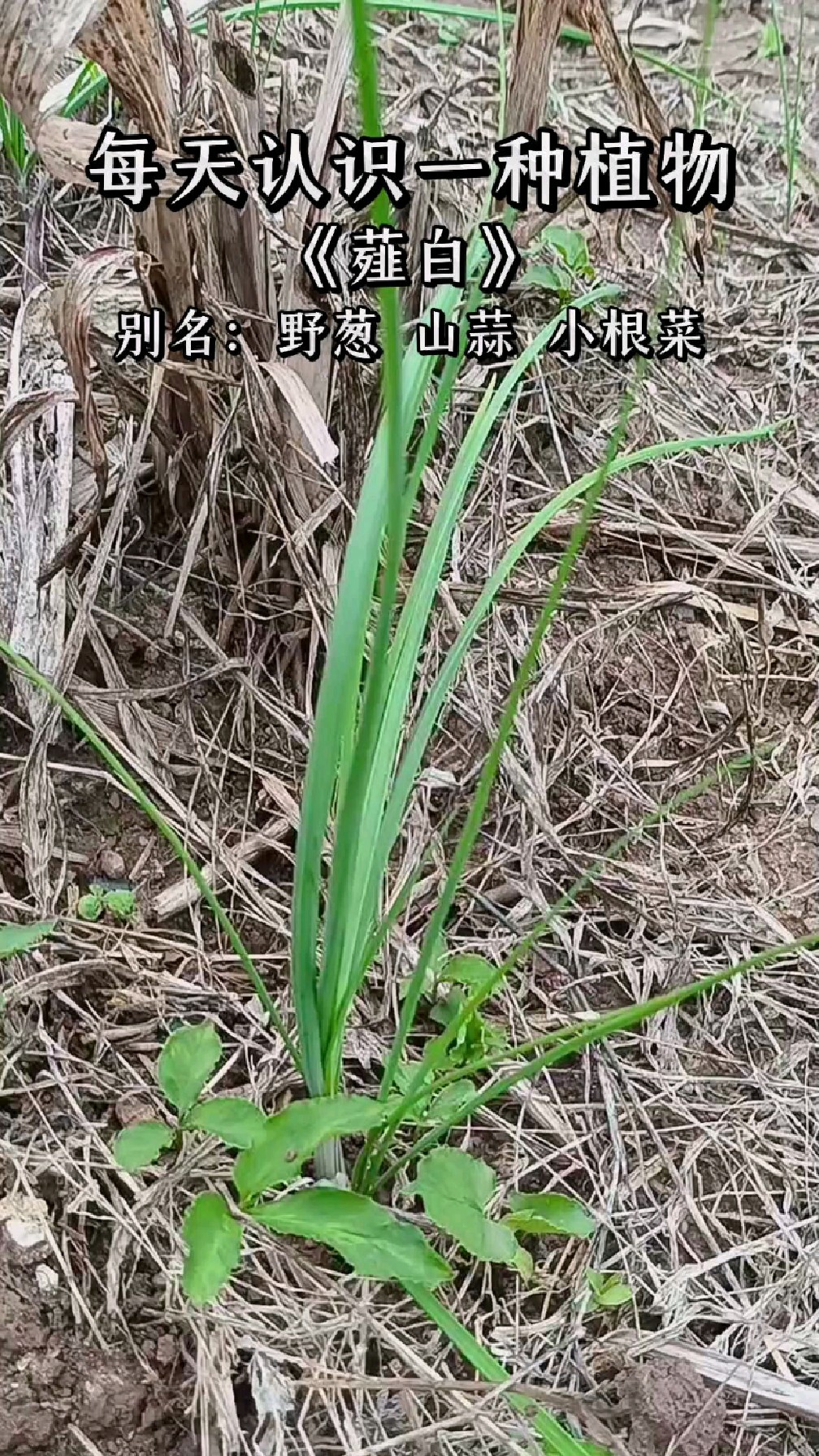 野葱学名图片