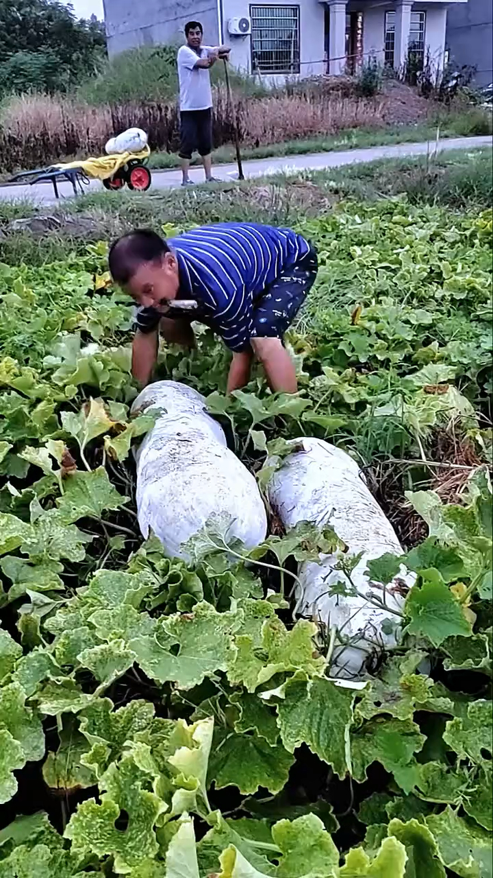 高山兄弟冬瓜图片