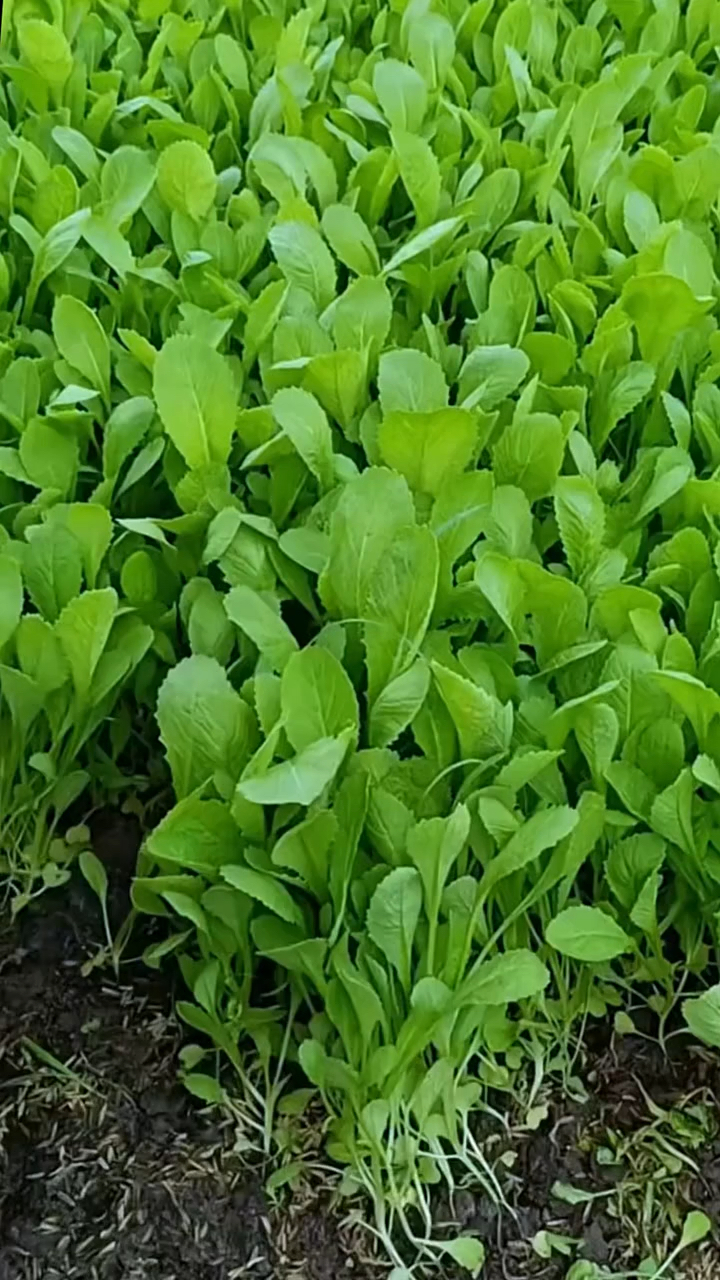 这个你们那也叫鸡毛菜吗