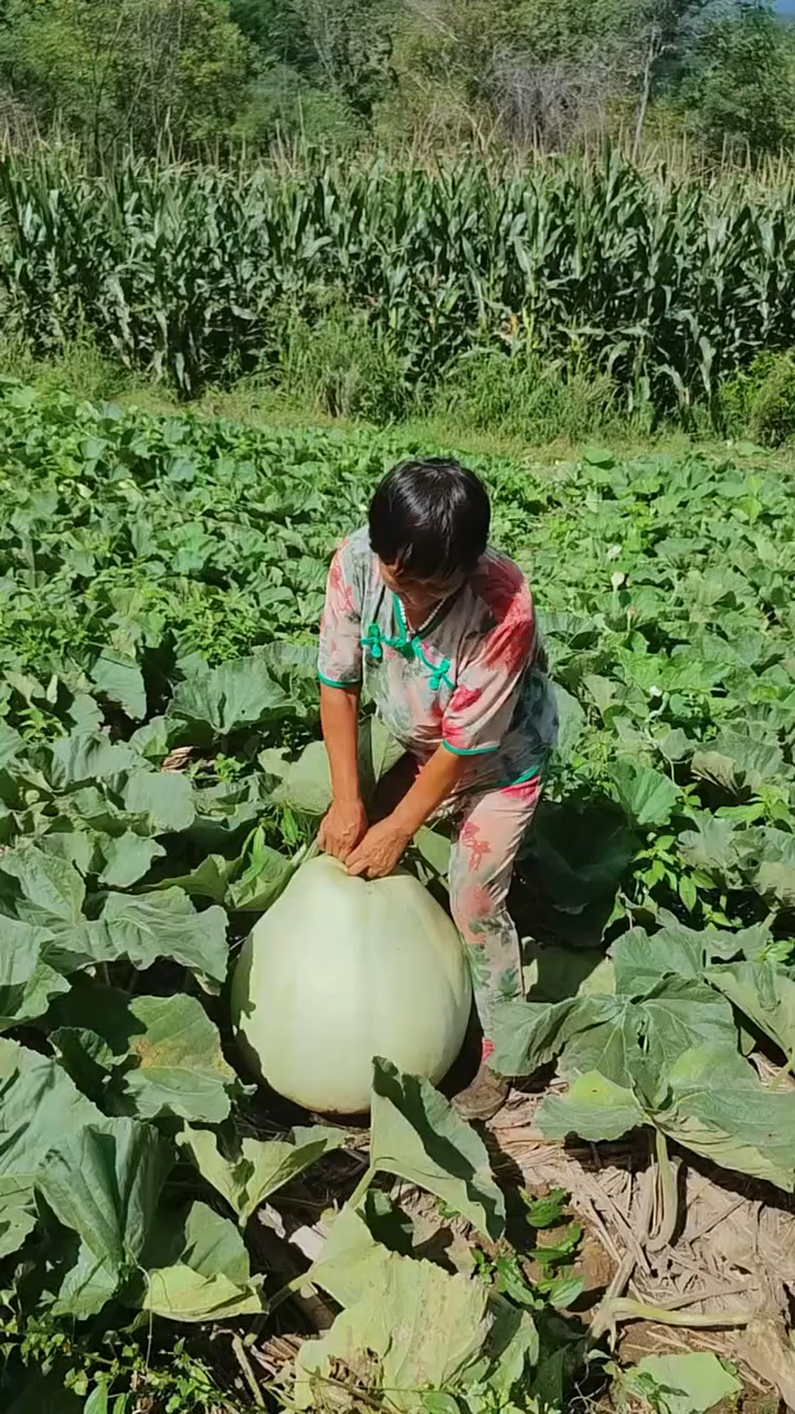 这个葫芦长得还可以吧