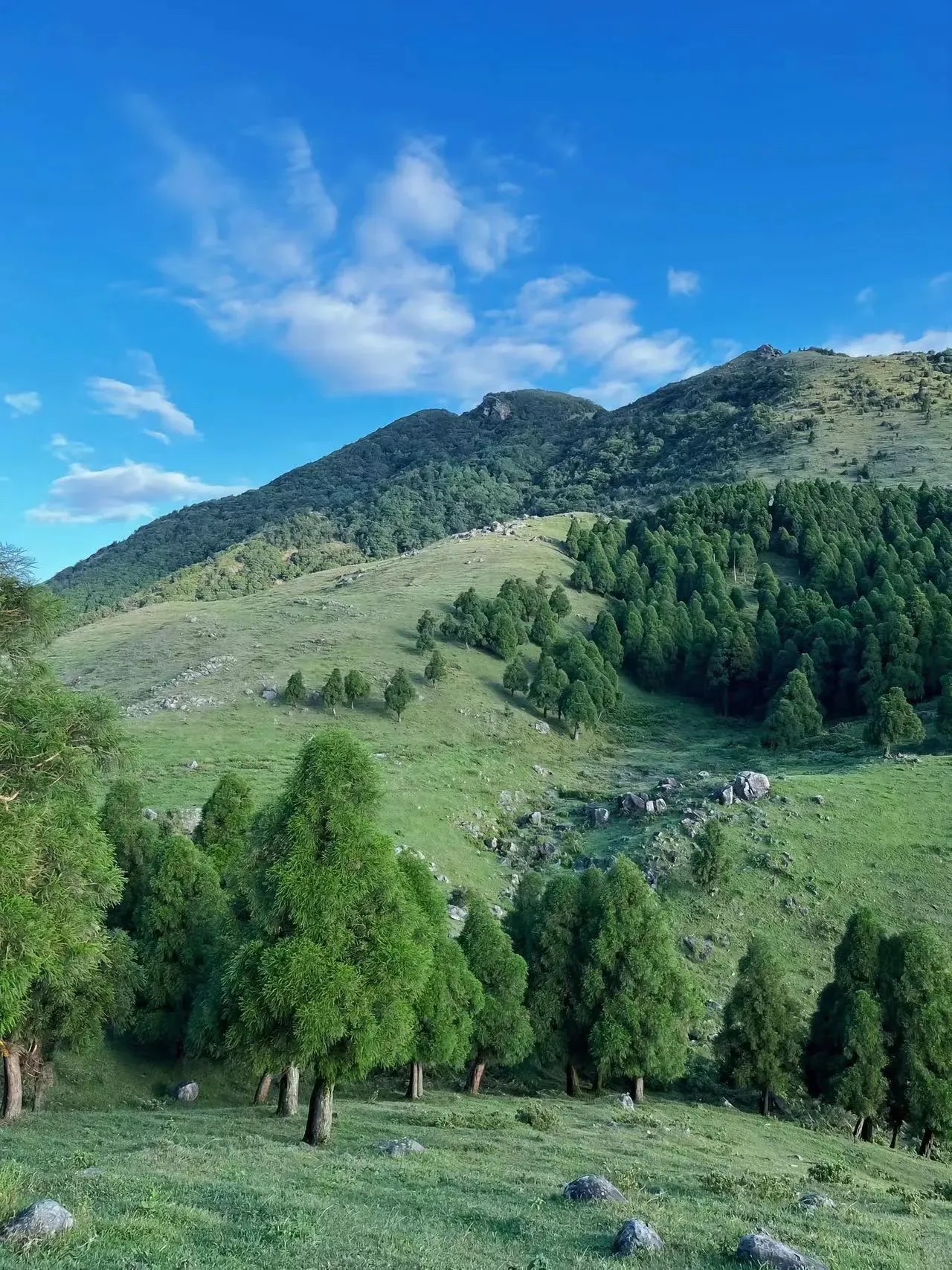 六五顶属于容县天堂山保护区内的一座山峰,山上绿草如茵,牛马成群,不