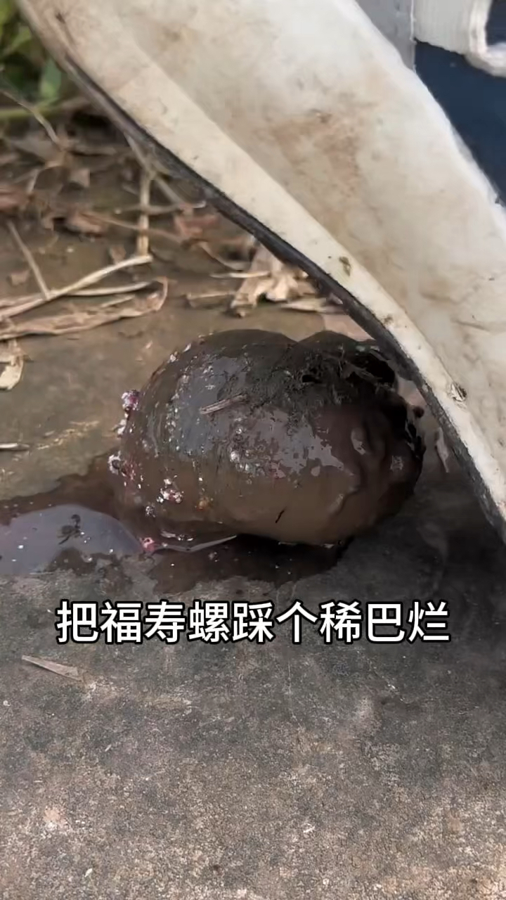 把福寿螺踩稀巴烂,看是怎样的
