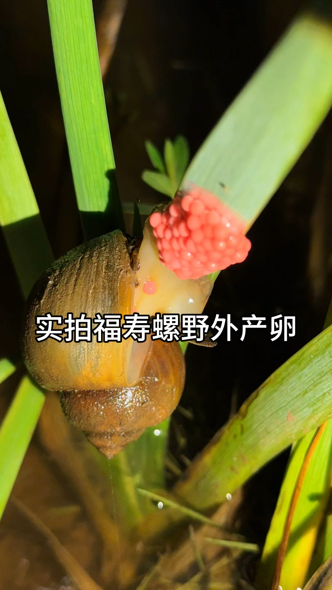 实拍福寿螺产卵过程,一颗接着一颗,太丝滑了