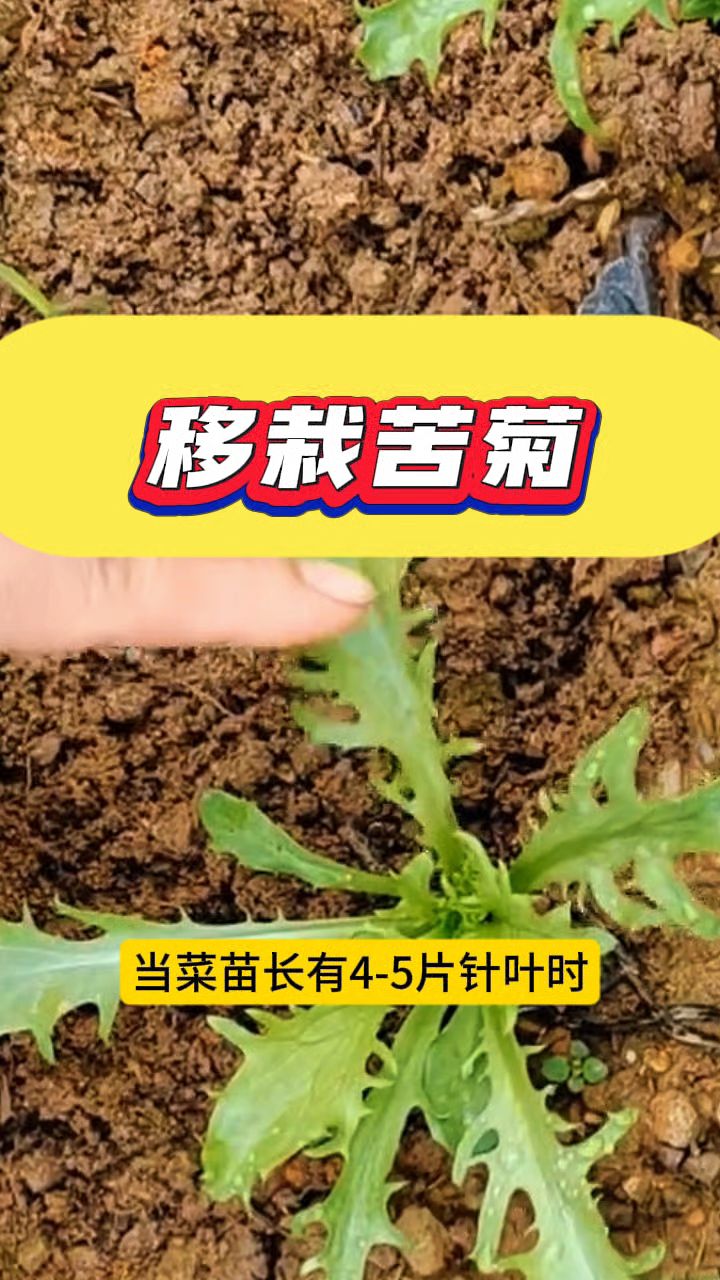 移栽苦菊详细过程来啦