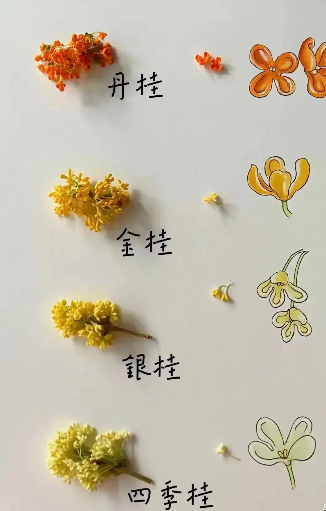 它是最常见的桂花品种,很多人家里种的就是这种