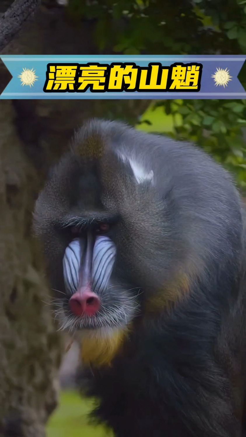 山魈看着很吓人啊