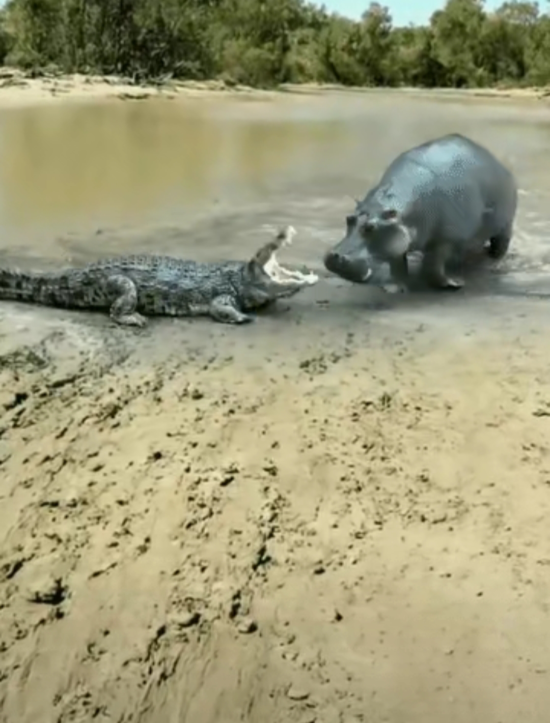 河马跑掉水里的动物河马害怕什么动物鳄鱼干旱渴死一只鳄鱼水獭和鳄鱼