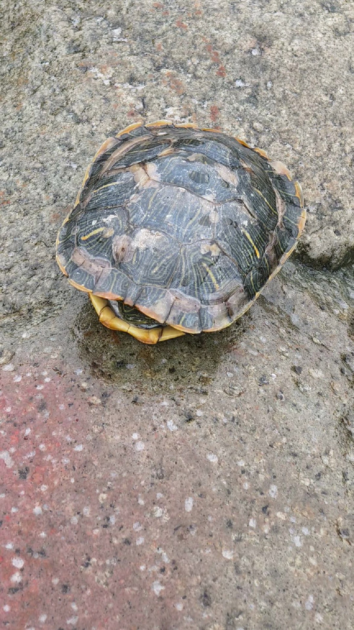 猎陨途中偶遇一只背着大房子的小乌龟,这样的房子真巴适