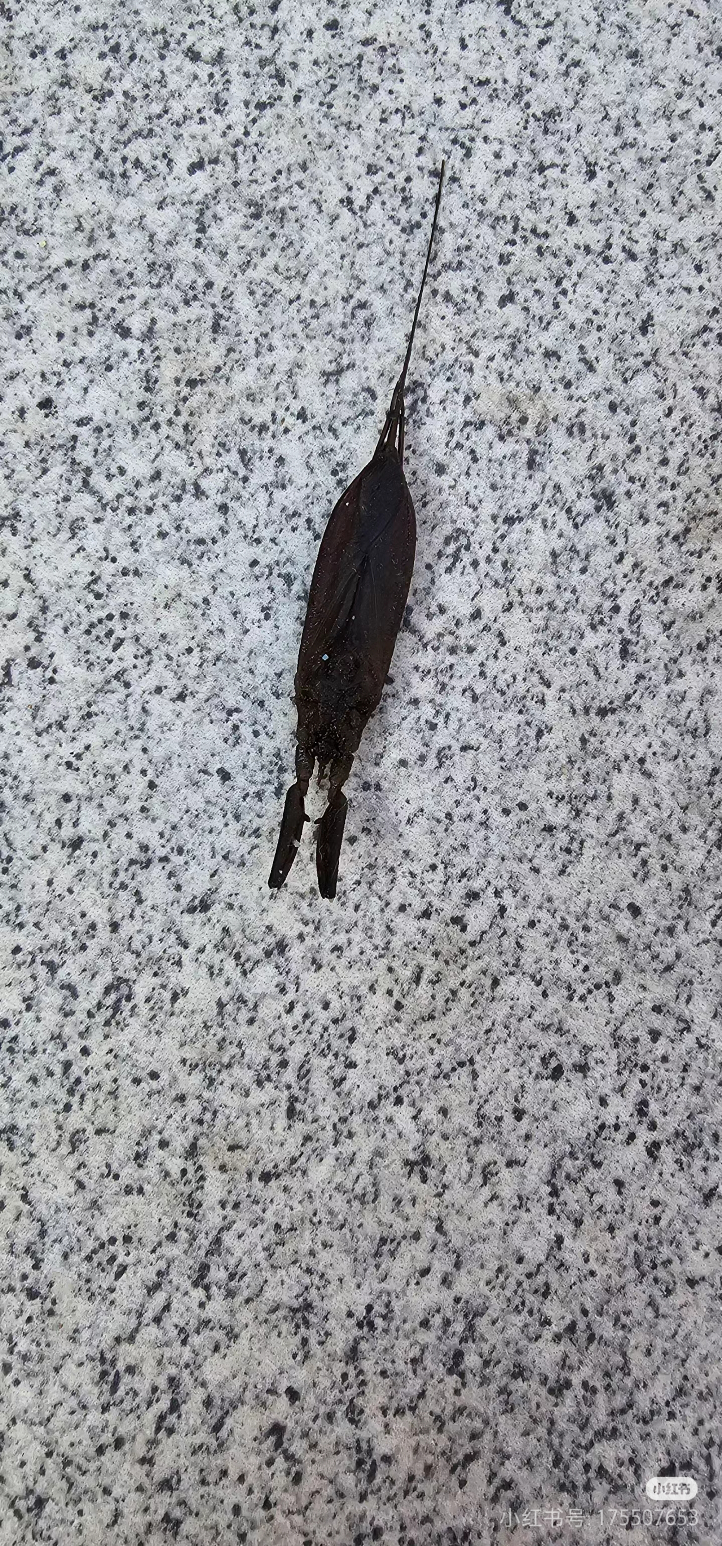 我一看也不认识啊,这是个啥?还长了长长的尾刺?