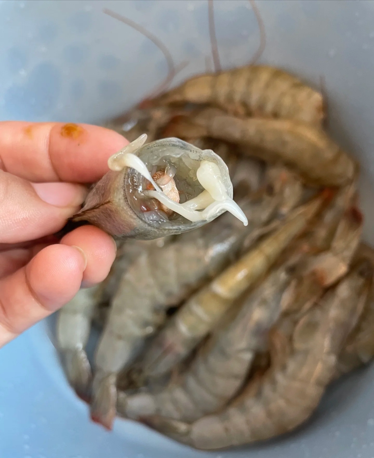 寄生虫吗?头一次在虾肉里发现这个.#热点引擎计划# #动态连更挑战