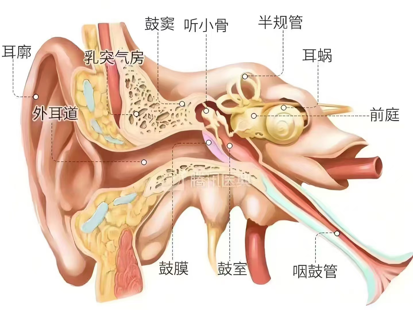 耳朵额结构图!