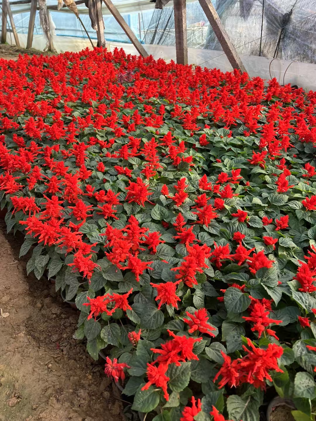 这不禁让人思考:环境的变迁和人类的活动,是否会对一串红的地理分布