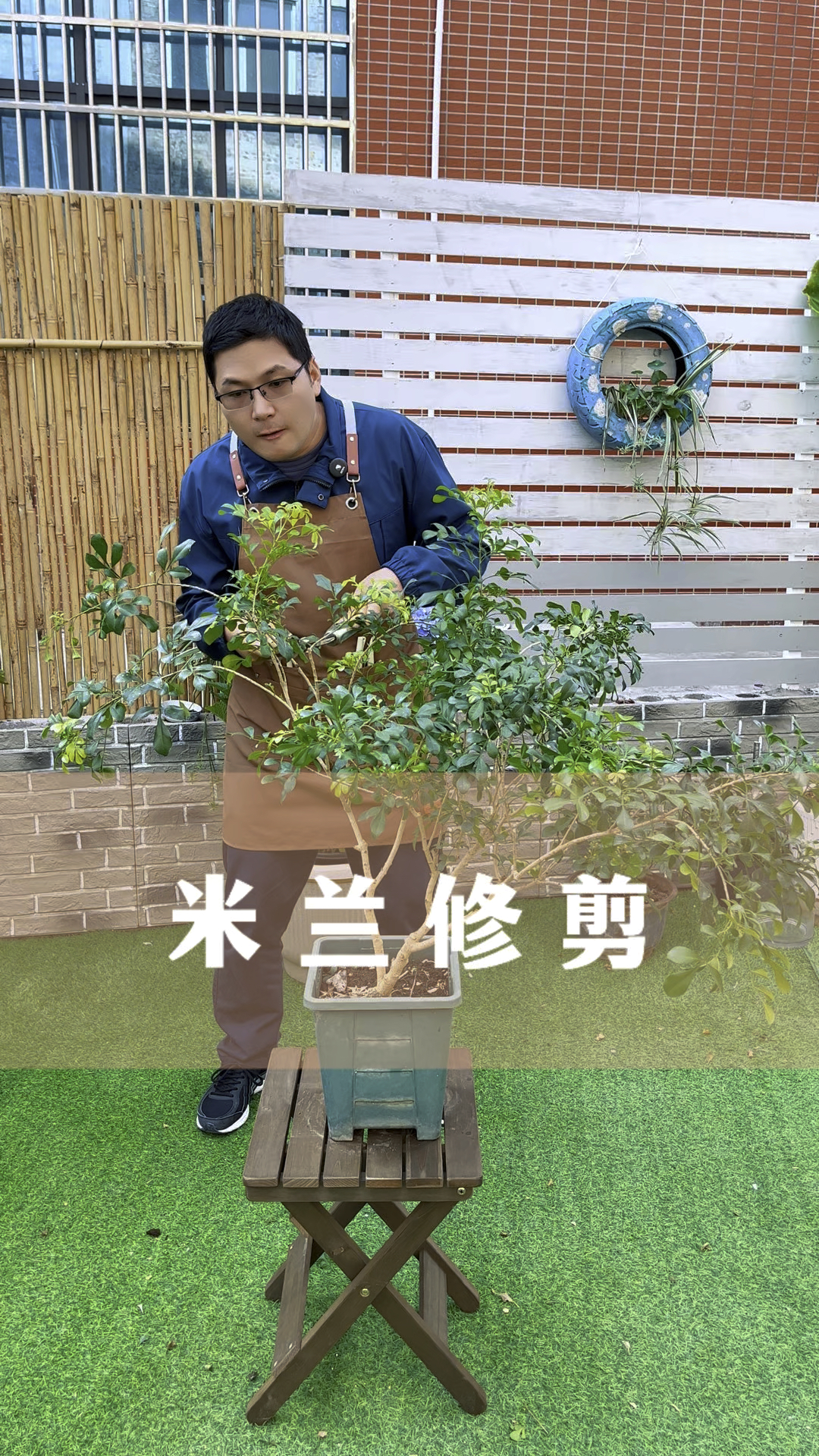米兰花的正确修剪方法