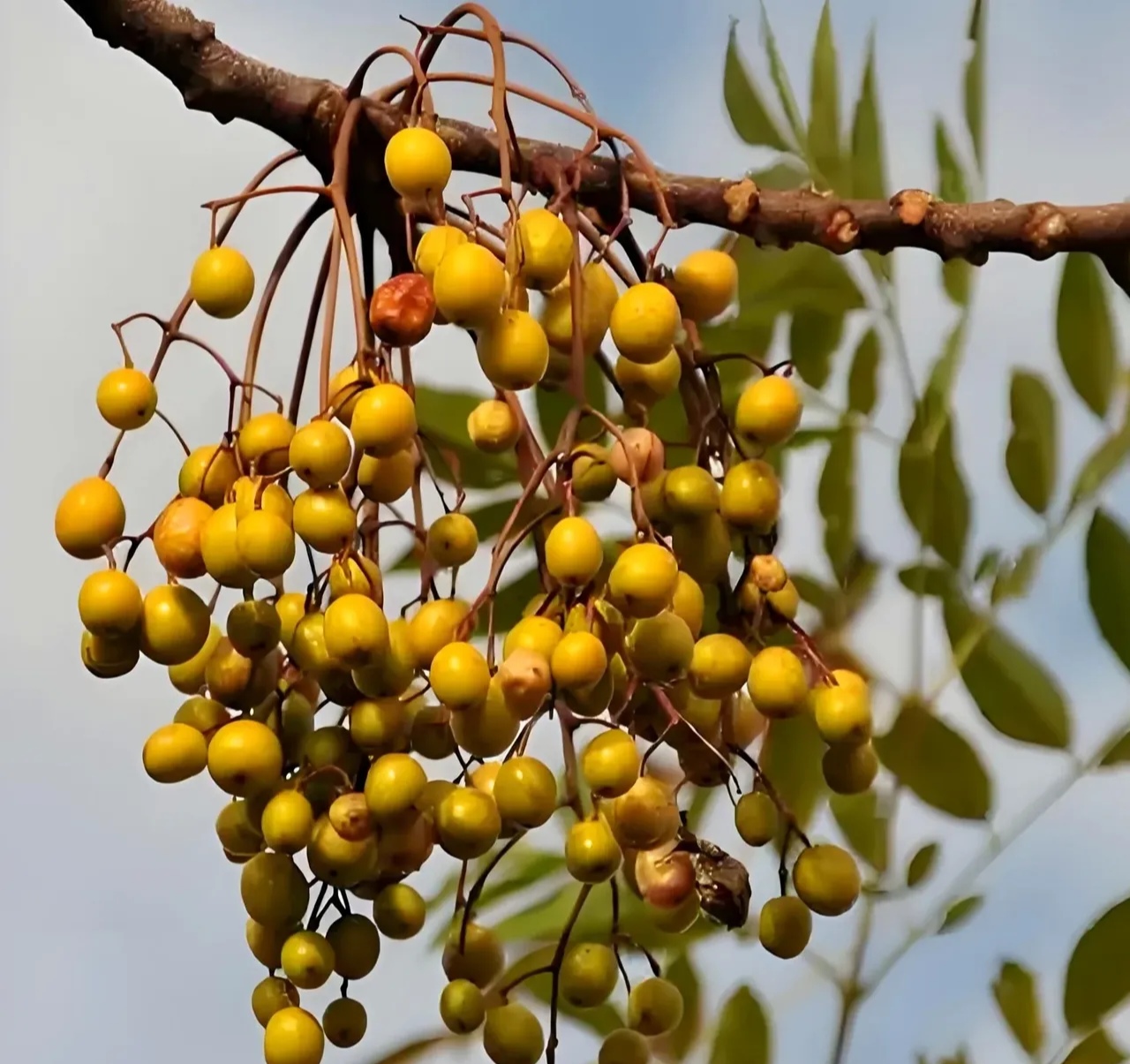 苦楝树,是我小时候在村里,除了果树以外,最熟悉的树