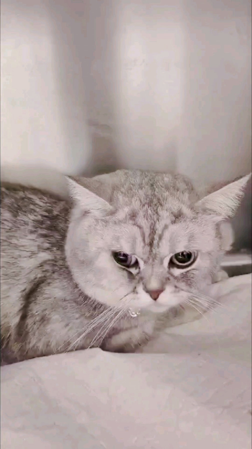 看着它可怜的表情,好难过呀