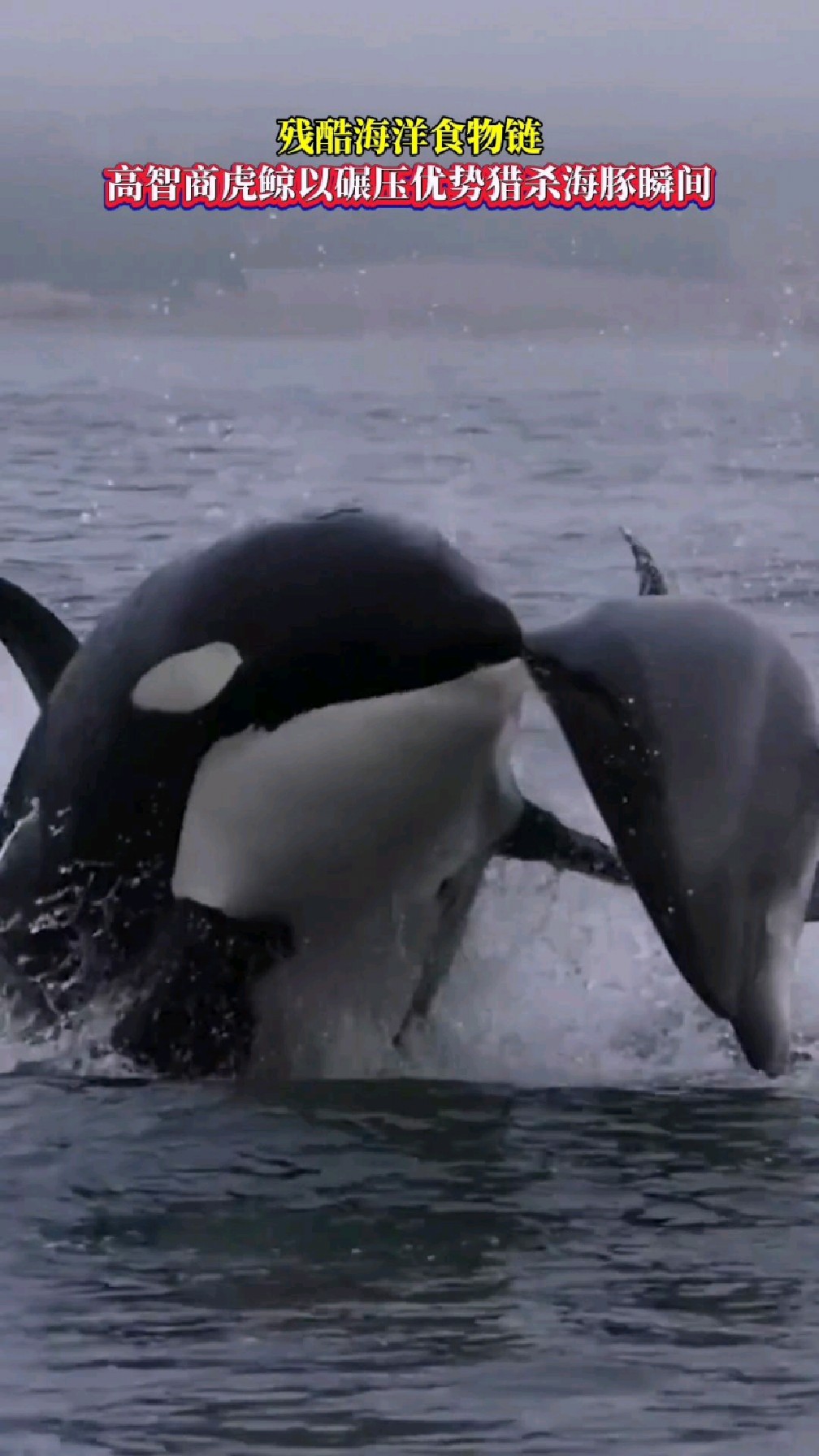 残酷海洋食物链,高智商虎鲸以碾压优势猎杀海豚瞬间