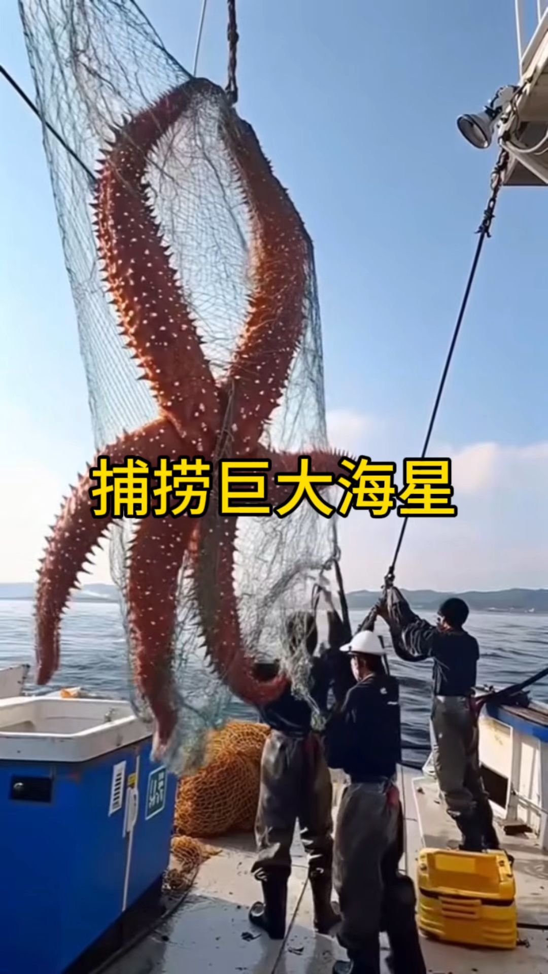 这么大的海星还是第一次见
