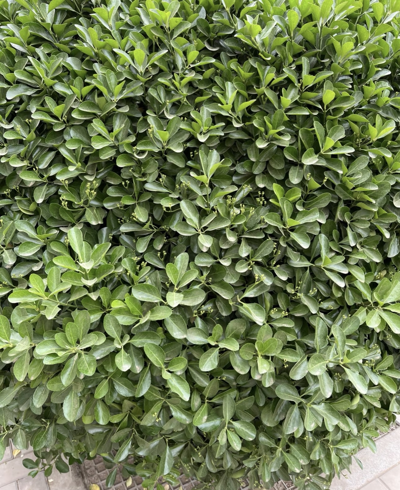 冬青树小冬青树图片庭院地面冬青绿植图片高清大图冬青树是什么树图片