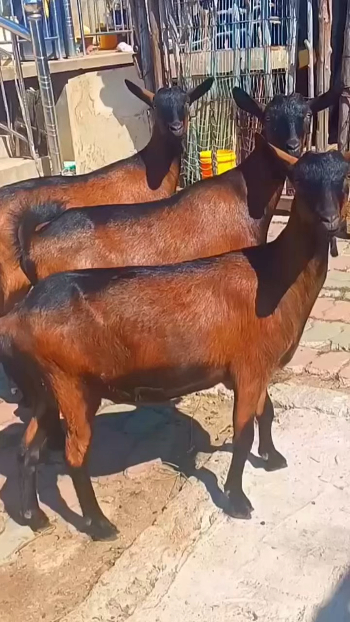 紫红色红鹿奶山羊颜色纯正