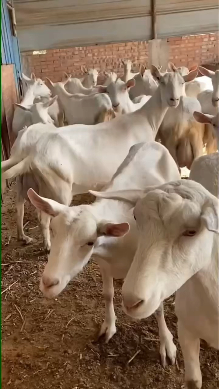 起初10只奶山羊养殖三年变成60多只的羊群