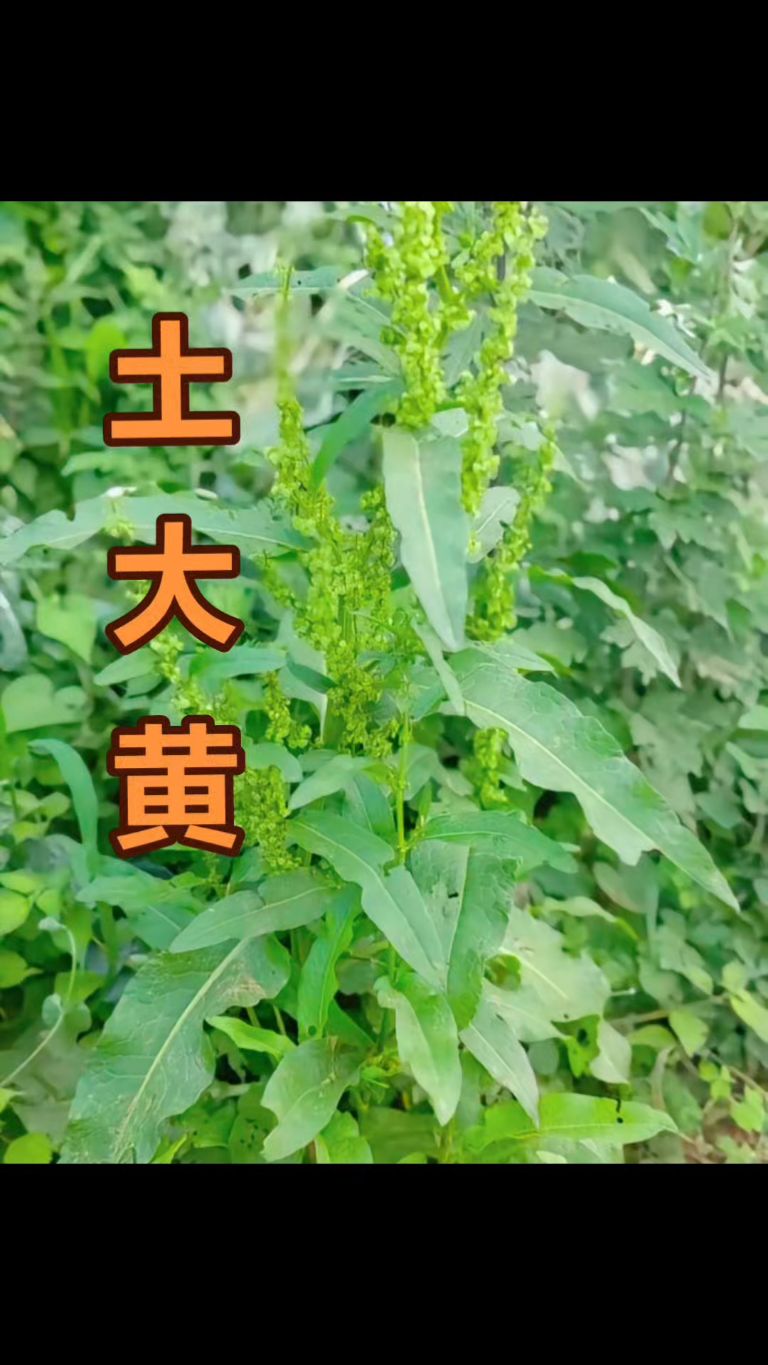 随处可见的这种草,竟然还能洗头和泡脚