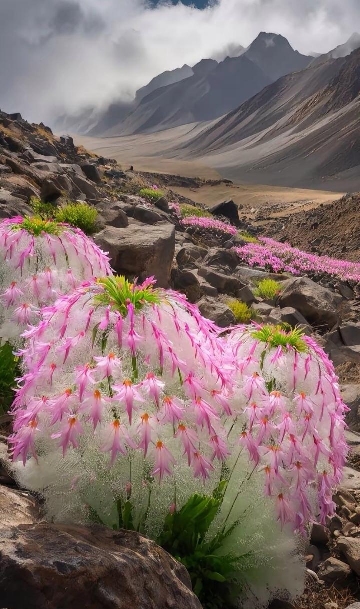 水母雪兔子,宛如童话世界走出的精灵.它那独特的模样,恰似大自然精雕