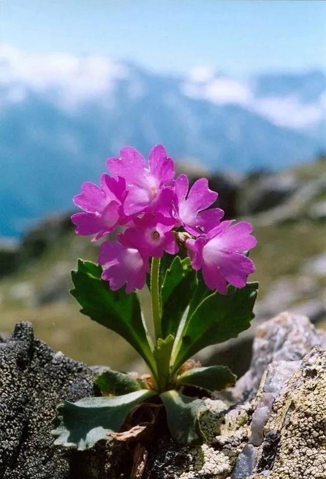 于那石缝之间,花草倔强探首.虽出身艰难,却簇簇盛绽,其景震撼人心