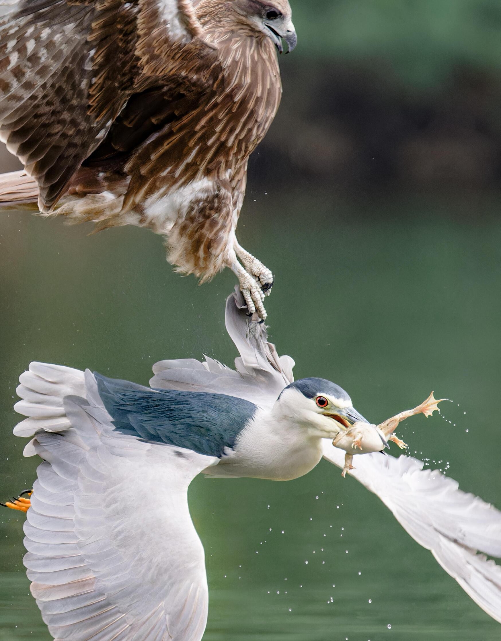 自然界的争斗从无定数,唯有坚持到老鹰撞网上图片老鹰和鹭哪个厉害