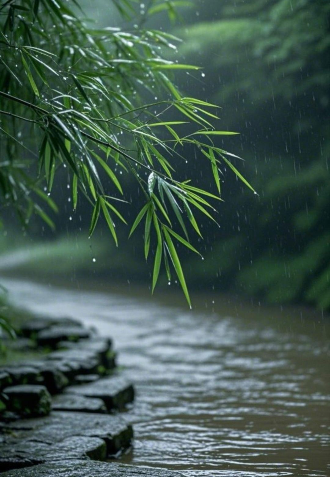 心在这一刻沉静,思绪飘远,那独属于雨中竹林的幽情雅韵