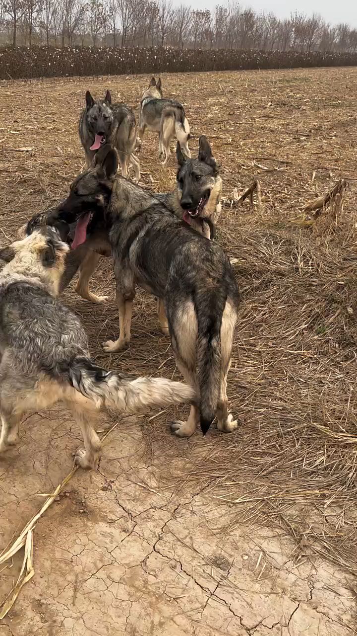 狼狗 狼青犬 老版狼青