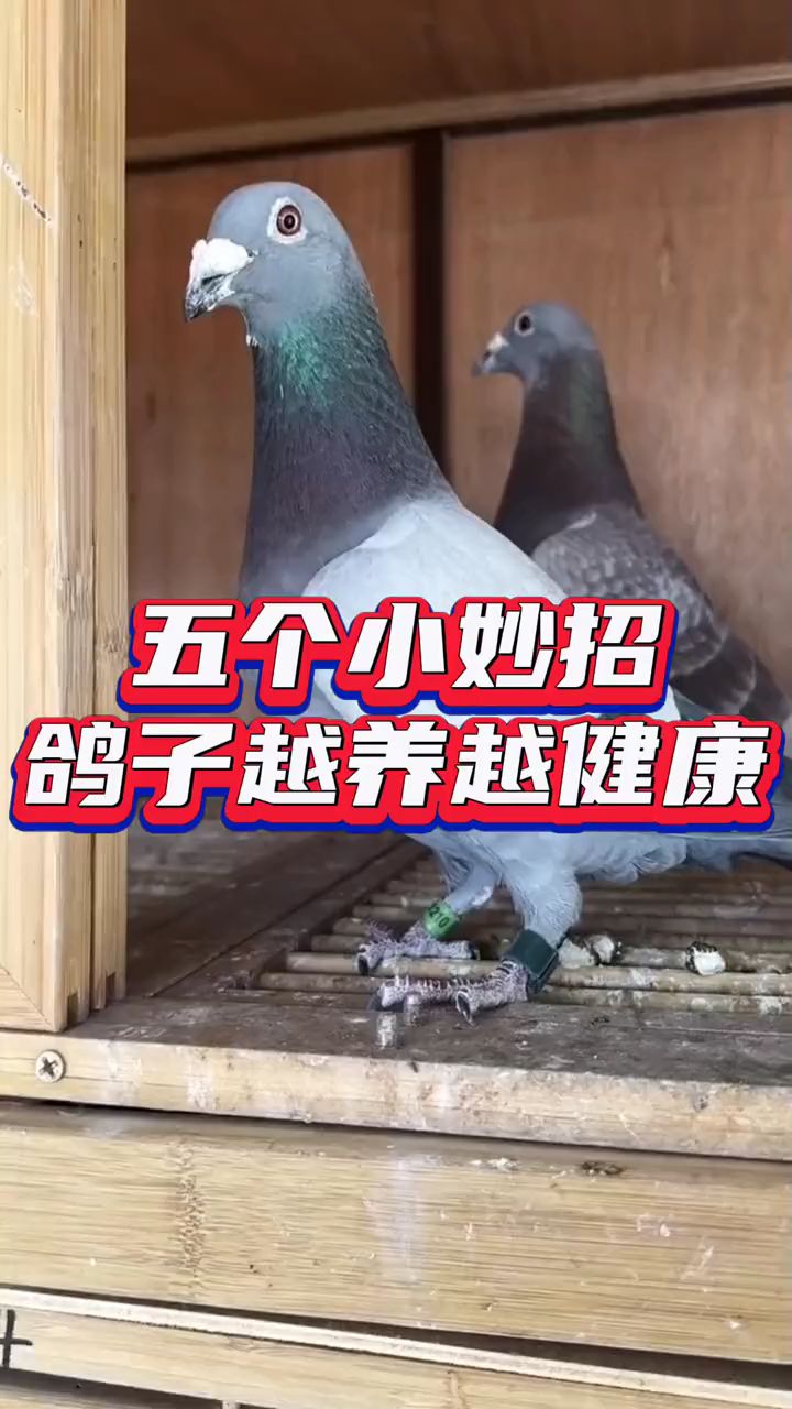 养鸽子挣钱吗图片