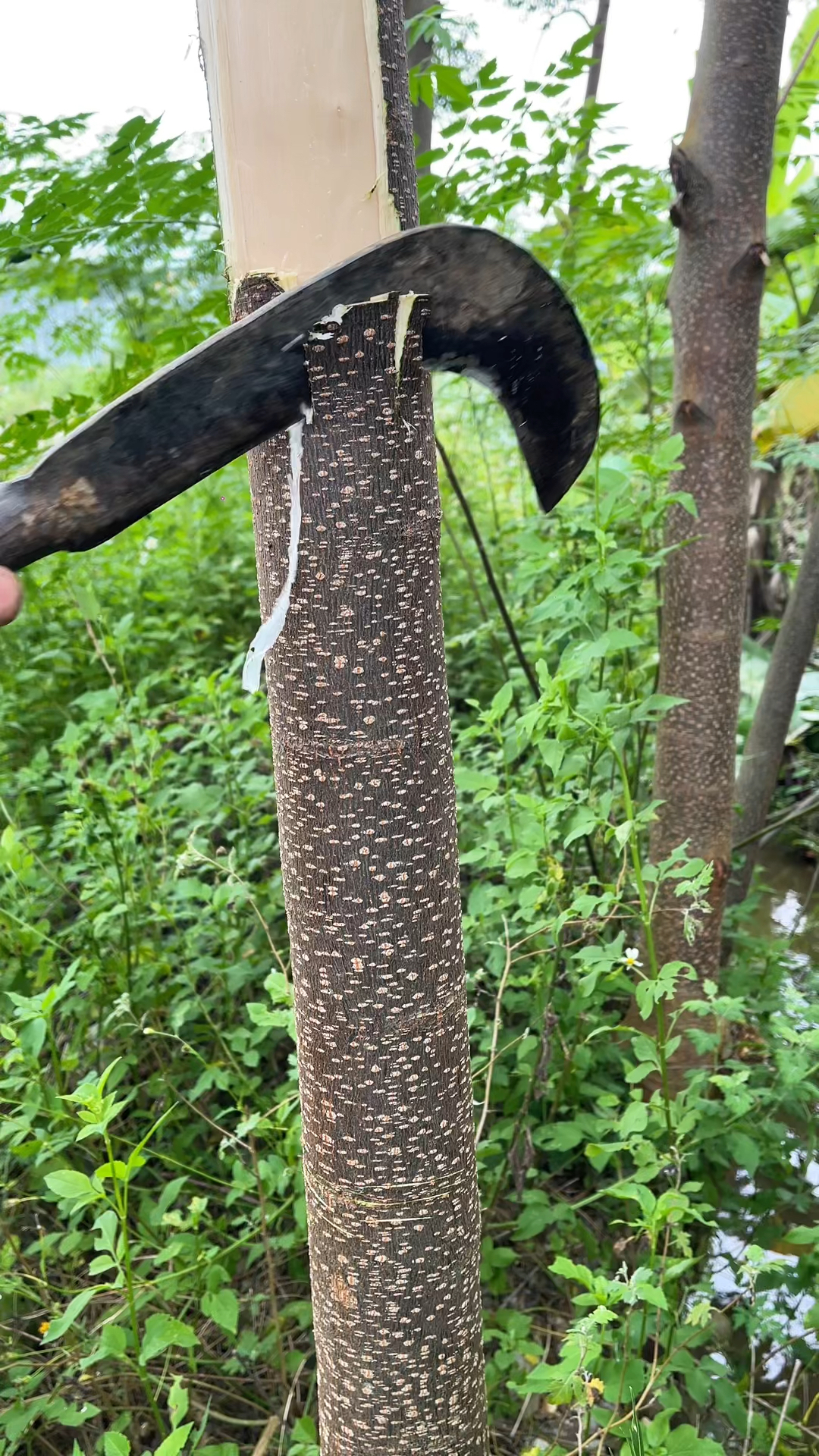 大家认识这个是什么树皮吗?