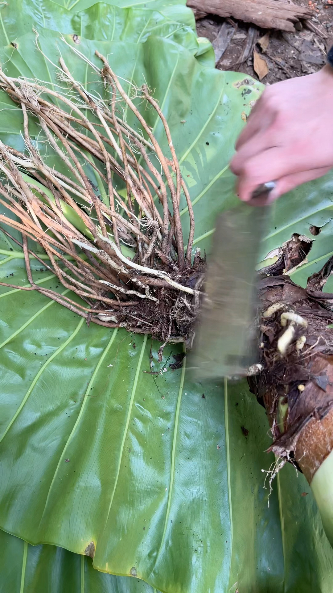 这个野芋根部真的好长