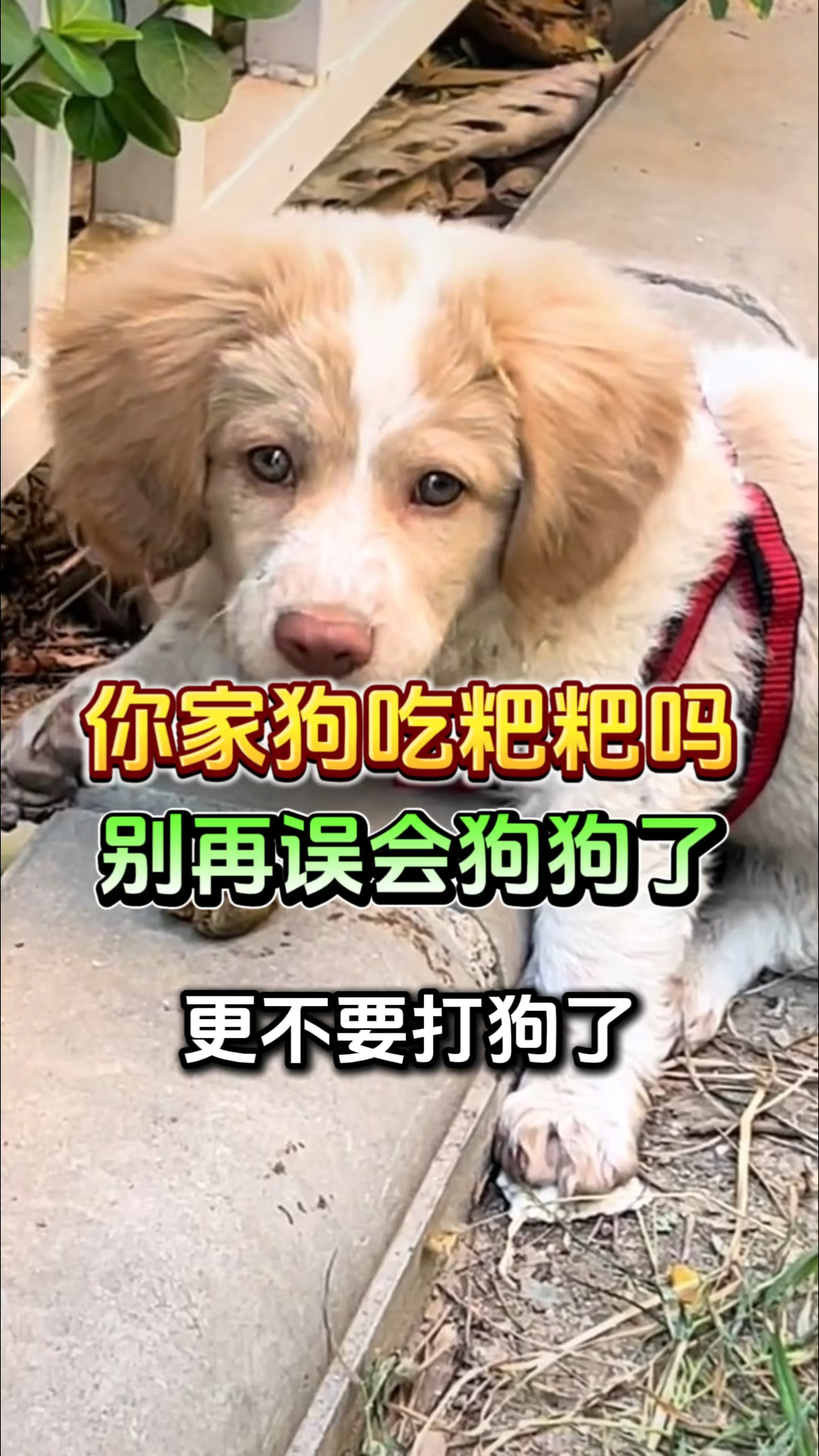 你家狗狗吃粑粑吗?别在误会你家狗狗了