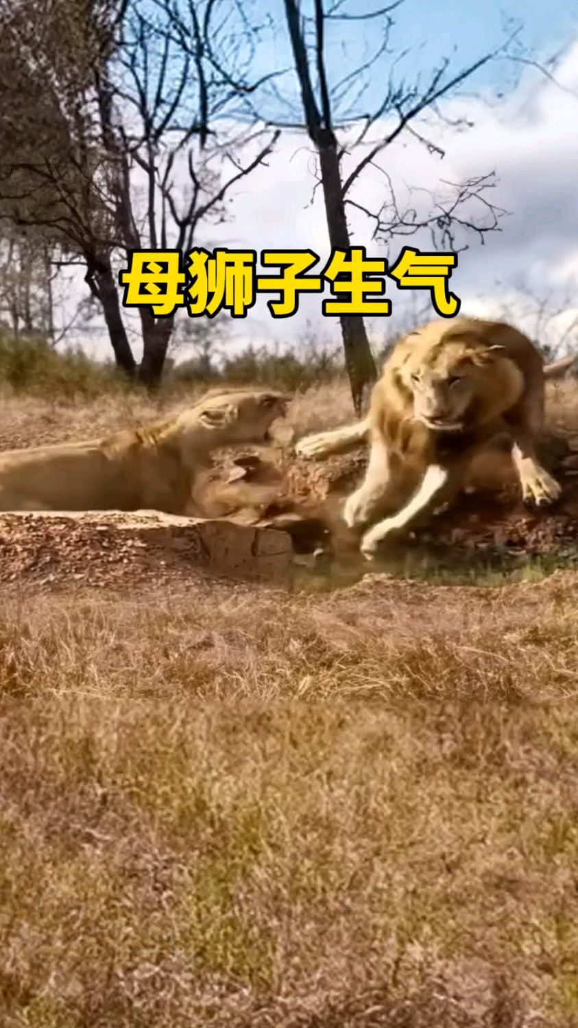 新狮王会杀怀孕的母狮吗