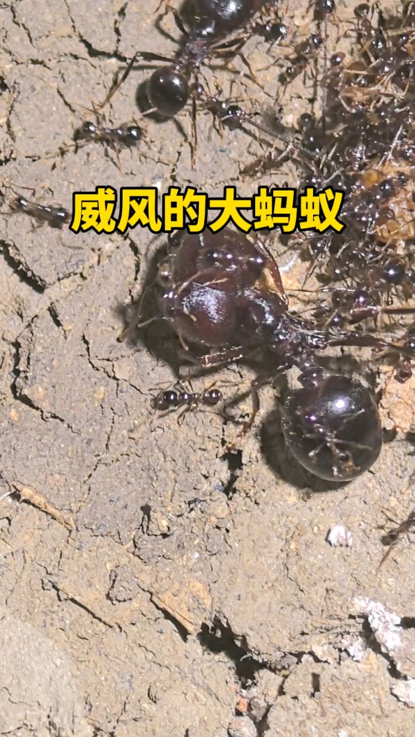 威风的大蚂蚁动物世界